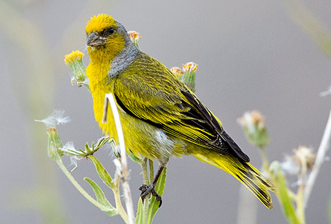 Cape Canary